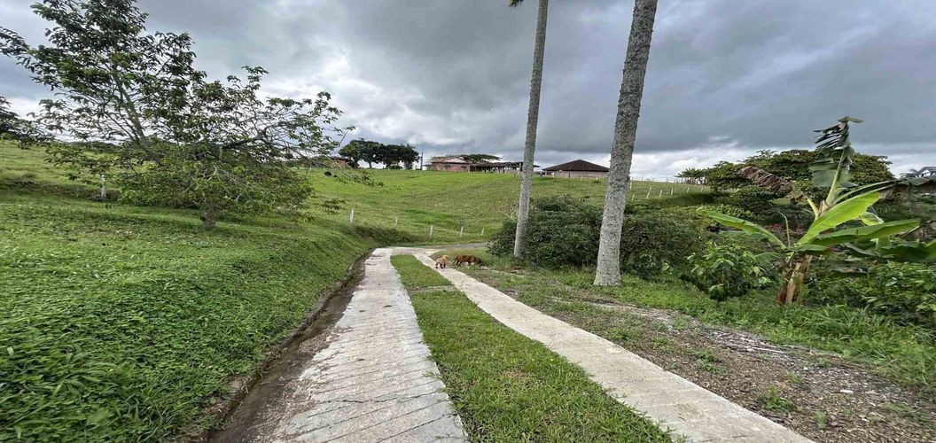Finca en venta en Morelia, Pereira, 50000 m² · foto 8 de 24