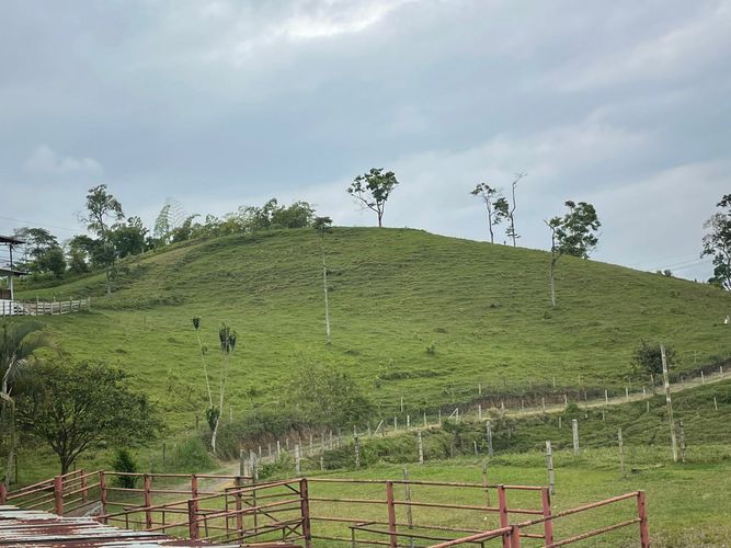 Finca en venta en Arabia, Pereira, 600 m² · foto 3 de 18