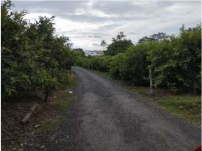 Lote en venta en Via La Tebaida, Armenia, 1400 m² · foto 2 de 8
