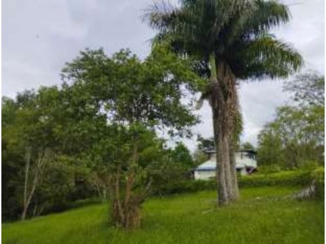 Lote en venta en Via La Tebaida, Armenia, 1400 m² · foto 4 de 8