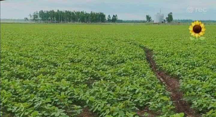 Campo agrícola de 640 hectareas en Caazapá - Distrito de 3 de Mayo Mecanización: el 100 % — foto 2