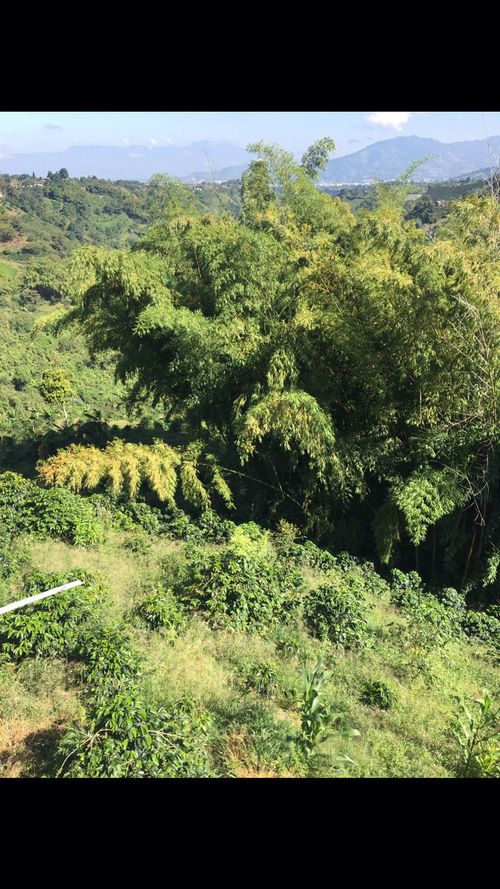 Finca en venta en Condina, Pereira, 150 m² · foto 3 de 4