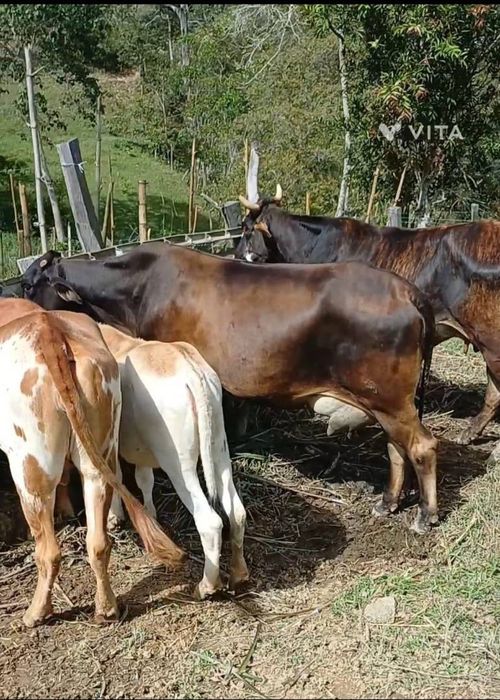 Finca en venta en Campo Verde, Piedecuesta, 60 m² · foto 4 de 6
