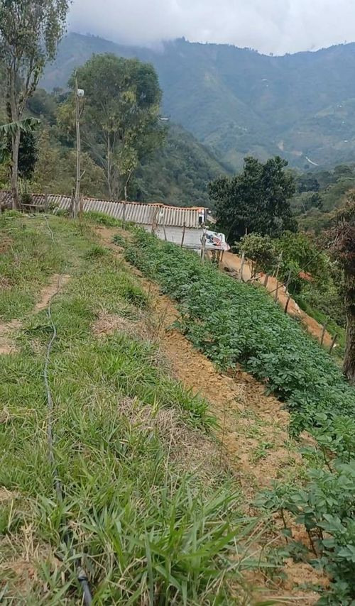 Finca en venta en Campo Verde, Piedecuesta, 60 m² · foto 6 de 6