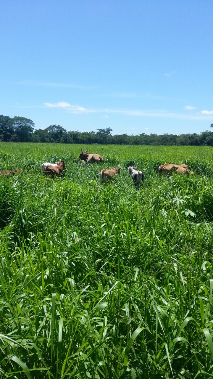 Estancia Ganadera en Produccion. Mbuyapey. Paraguari — foto 2