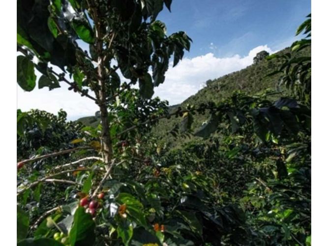 Finca en venta en El Arenillo, Manizales, 100000 m² · foto 13 de 24