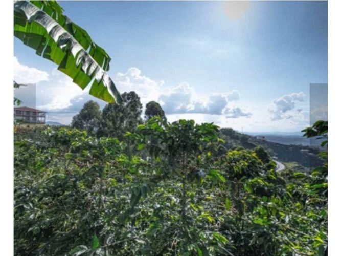 Finca en venta en El Arenillo, Manizales, 100000 m² · foto 14 de 24