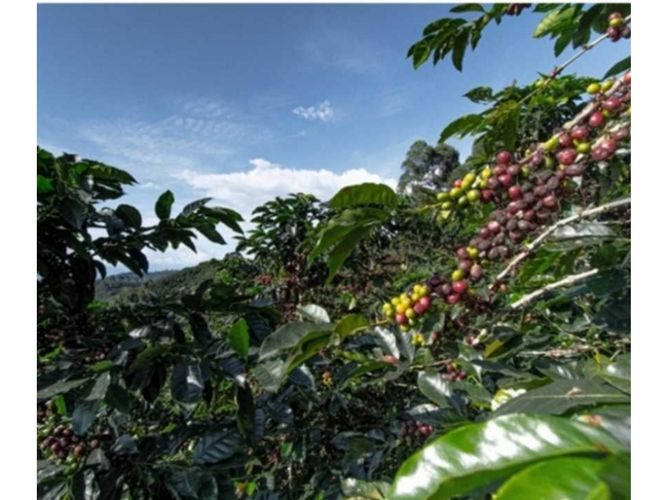 Finca en venta en El Arenillo, Manizales, 100000 m² · foto 15 de 24