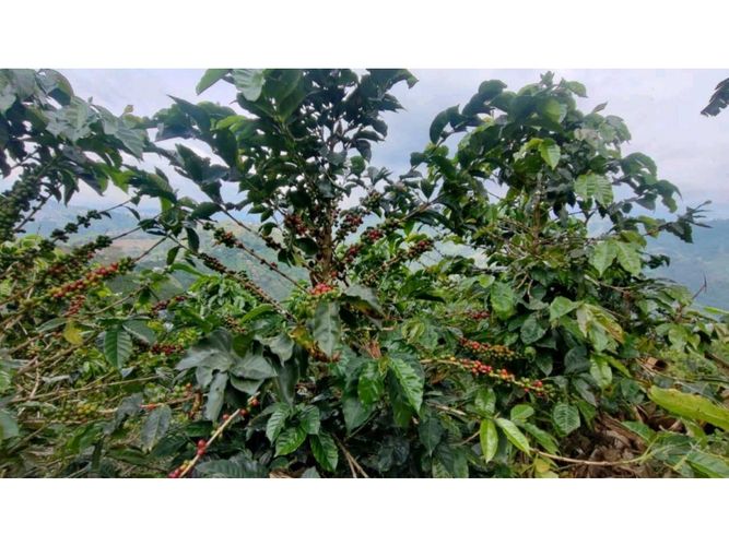 Finca en venta en Alto Del Naranjo, Manizales, 3000 m² · foto 2 de 24