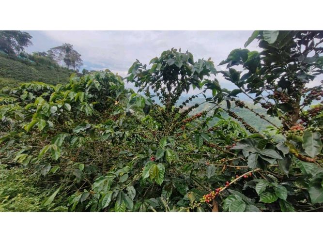 Finca en venta en Alto Del Naranjo, Manizales, 3000 m² · foto 4 de 24