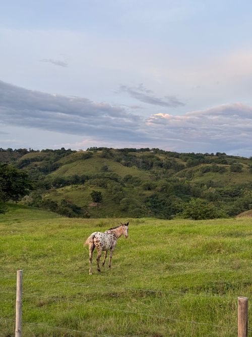Lote en venta en Cerritos, Pereira, 10000 m² · foto 2 de 6
