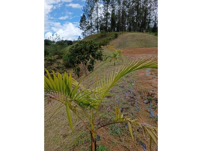 Lote en venta en Pantanillo, El Retiro, 9211 m² · foto 20 de 24