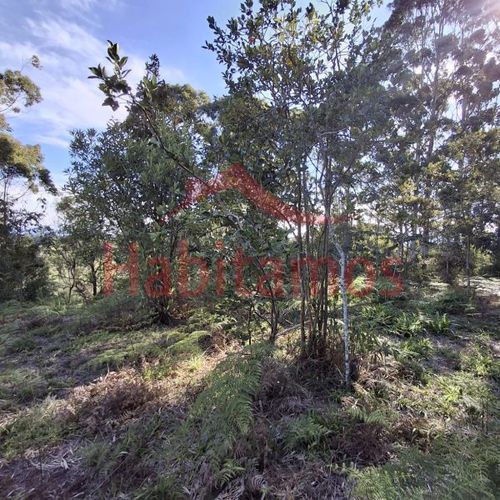 Lote en venta en Los Pinos, Rionegro, 9258 m² · foto 6 de 13