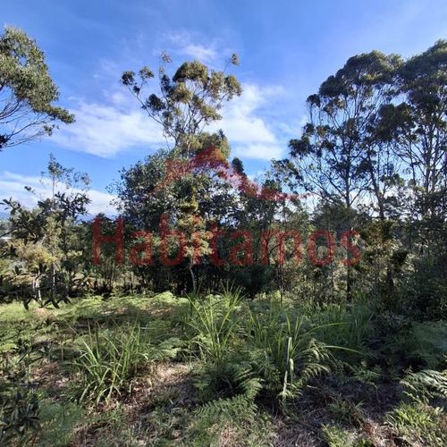 Lote en venta en Los Pinos, Rionegro, 9258 m² · foto 7 de 13