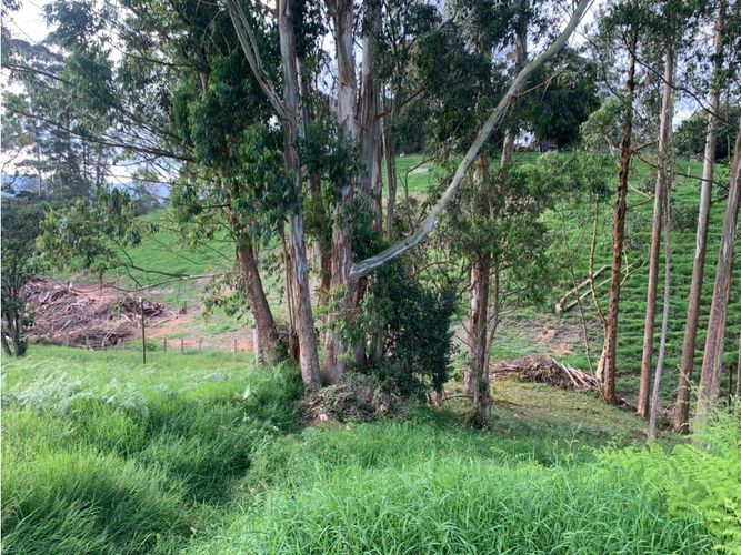 Lote en venta en Quirama, La Ceja, 2500 m² · foto 11 de 11