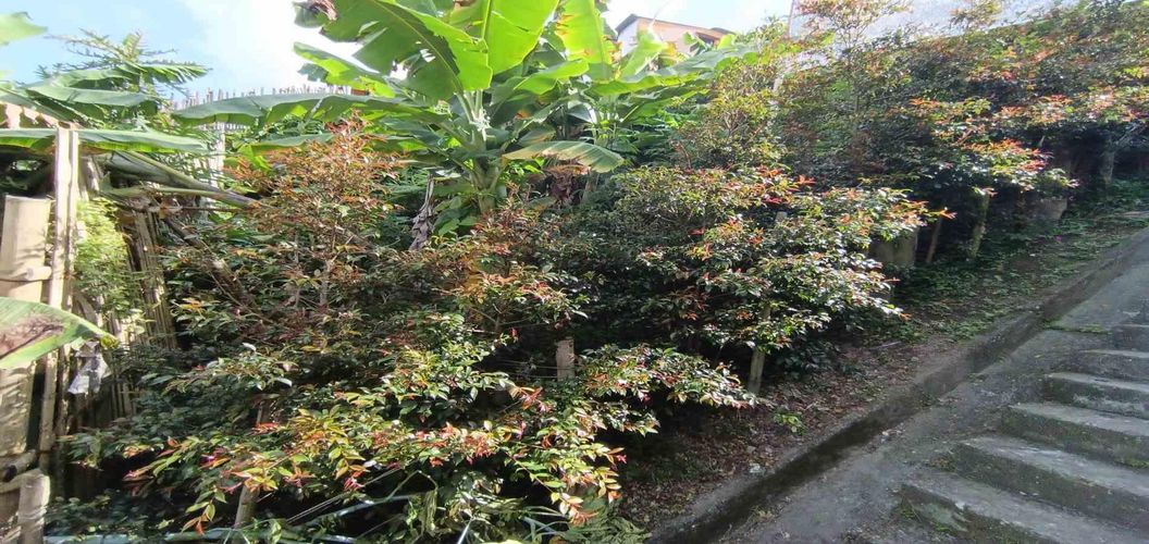 Lote en venta en Cervantes, Manizales, 96 m² · foto 6 de 17