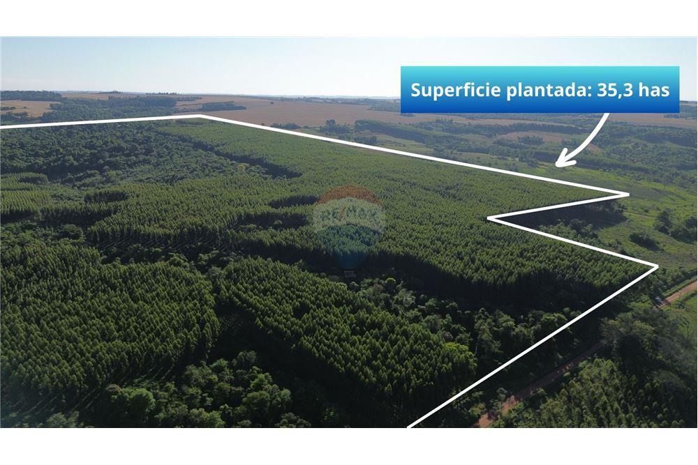 TERRENO CON PLANTACIÓN DE EUCALIPTOS EN DISTRITO TRINIDAD - ITAPÚA EN VENTA (720.000 M2) — foto 2