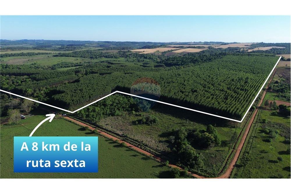 TERRENO CON PLANTACIÓN DE EUCALIPTOS EN DISTRITO TRINIDAD - ITAPÚA EN VENTA (720.000 M2) — foto 3