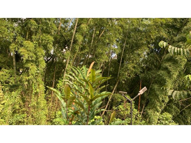 Lote en venta en La Trinidad, Manizales, 2450 m² · foto 3 de 14