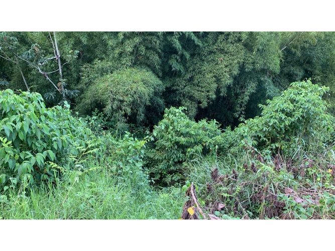 Lote en venta en La Trinidad, Manizales, 2450 m² · foto 5 de 14