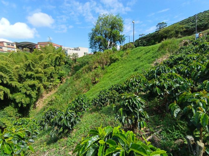 Lote en venta en Las Pavas, Manizales · foto 2 de 13