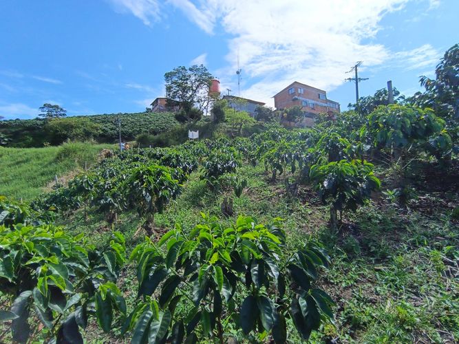 Lote en venta en Las Pavas, Manizales · foto 3 de 13