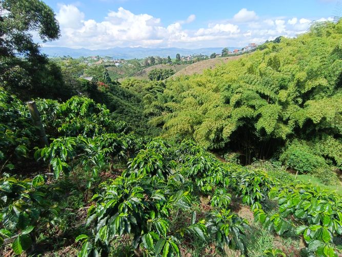 Lote en venta en Las Pavas, Manizales · foto 5 de 13