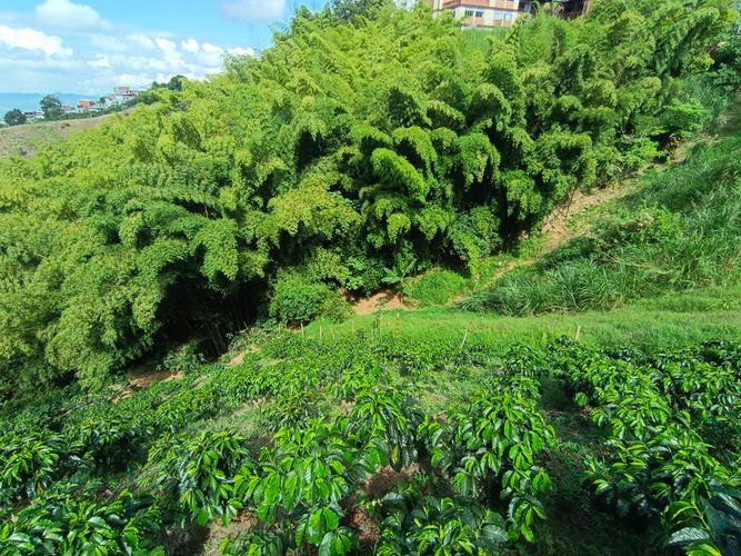 Lote en venta en Las Pavas, Manizales · foto 6 de 13