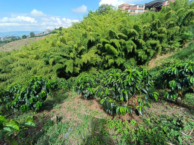 Lote en venta en Las Pavas, Manizales · foto 7 de 13