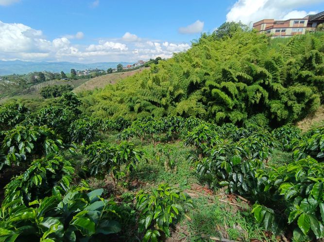Lote en venta en Las Pavas, Manizales · foto 8 de 13