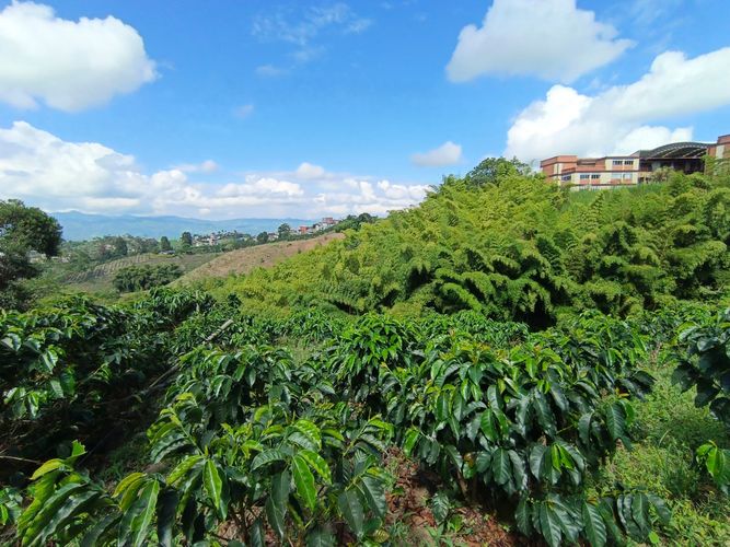 Lote en venta en Las Pavas, Manizales · foto 9 de 13