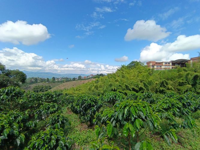 Lote en venta en Las Pavas, Manizales · foto 10 de 13