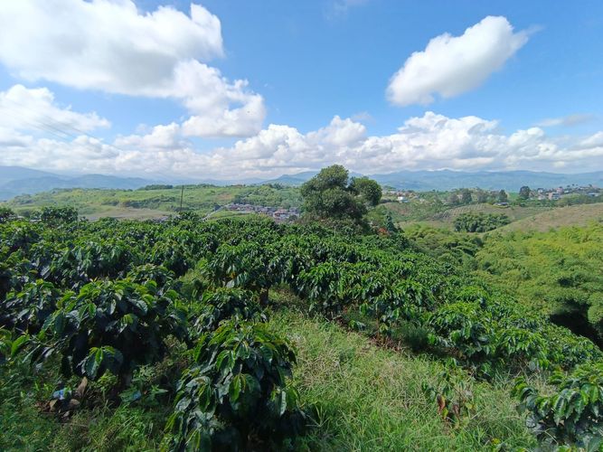 Lote en venta en Las Pavas, Manizales · foto 11 de 13