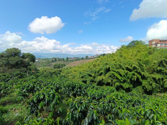 Lote en venta en Las Pavas, Manizales · foto 12 de 13