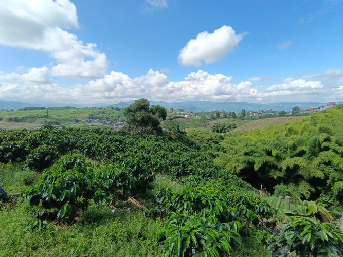 Lote en venta en Las Pavas, Manizales · foto 13 de 13