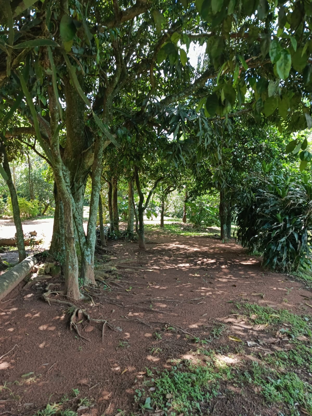 Vendo fabulosa propiedad con arroyo en Mbatovi Paraguari — foto 3