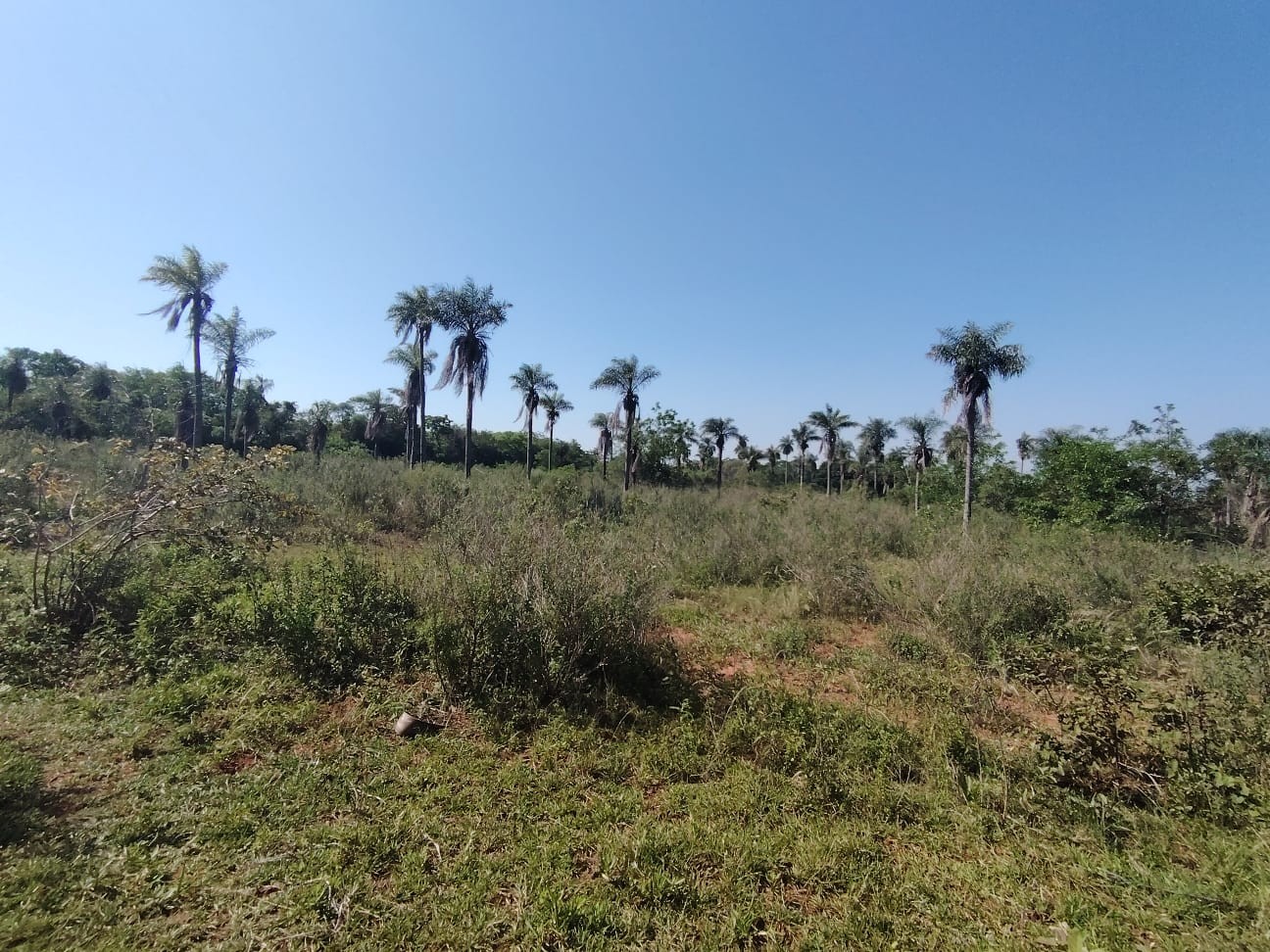 Terreno en venta en Nueva Colombia — foto 3