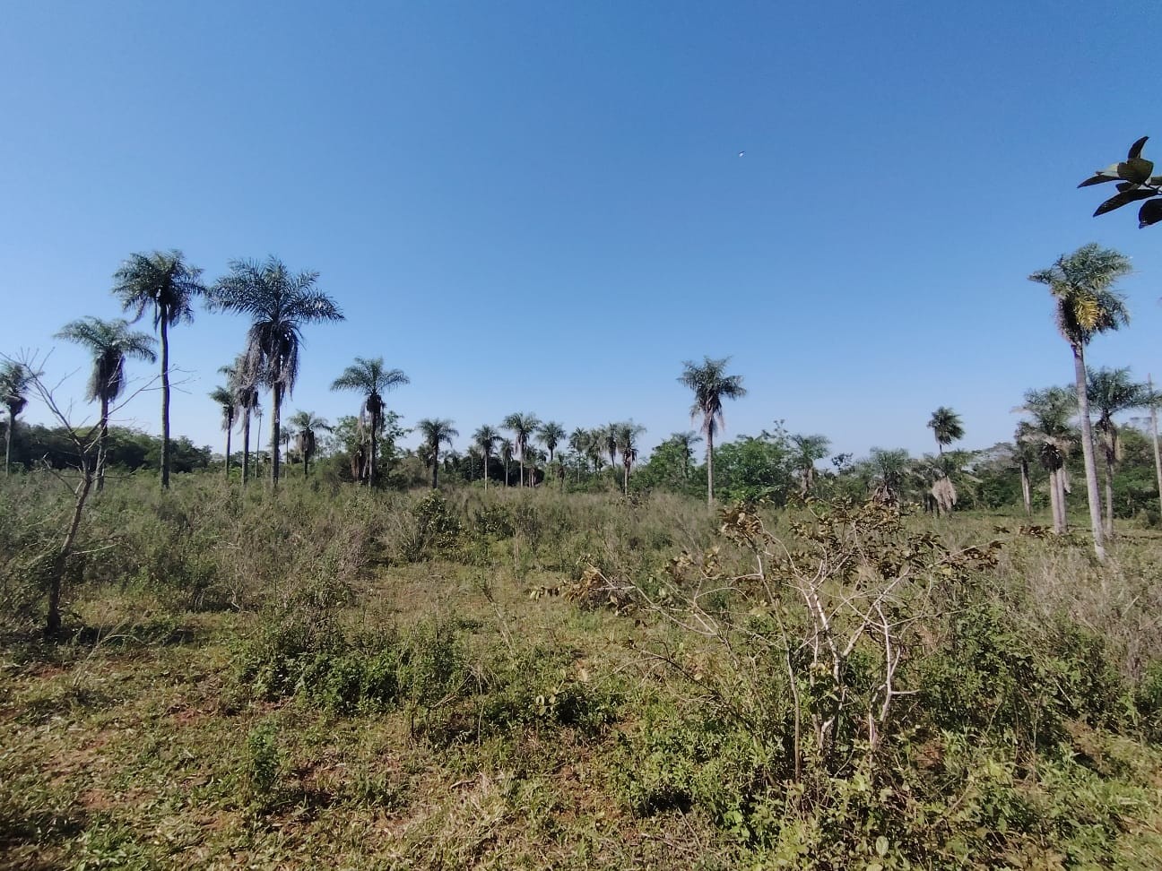 Terreno en venta en Nueva Colombia — foto 2