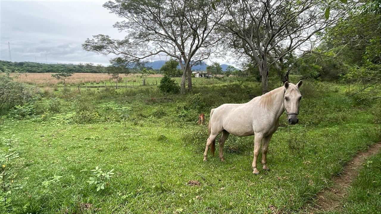 90 Hectáreas en Acahay - Ideal Inversión Ganadera y Agrícola con Arroyo Propio — foto 2