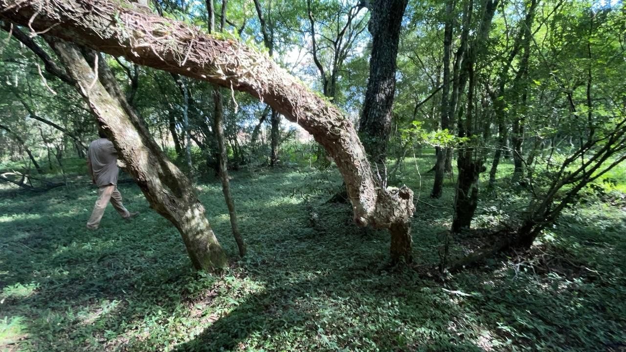 Propiedad Rural de 34 Hectáreas con Arroyo y Bosque en Acahay — foto 3