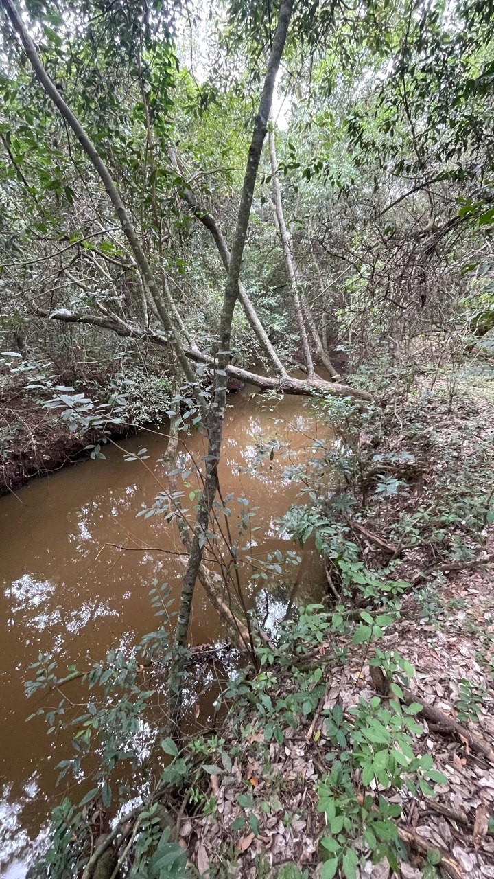 Fracción de 12 Hectáreas en Atyrá: Inversión Forestal y Paisajística con Arroyo — foto 2