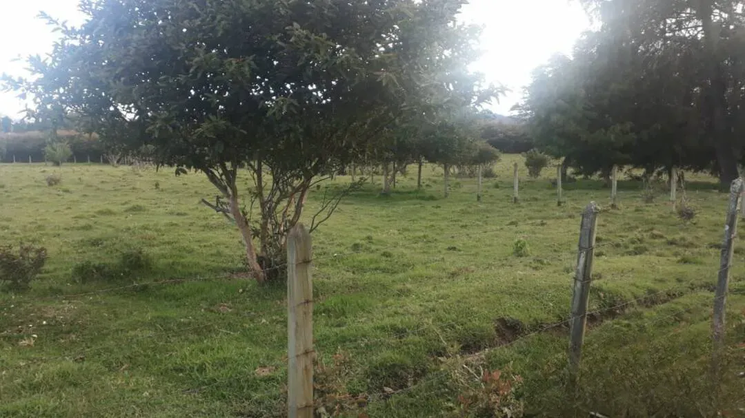 Land in Llano Grande for Sale - 3