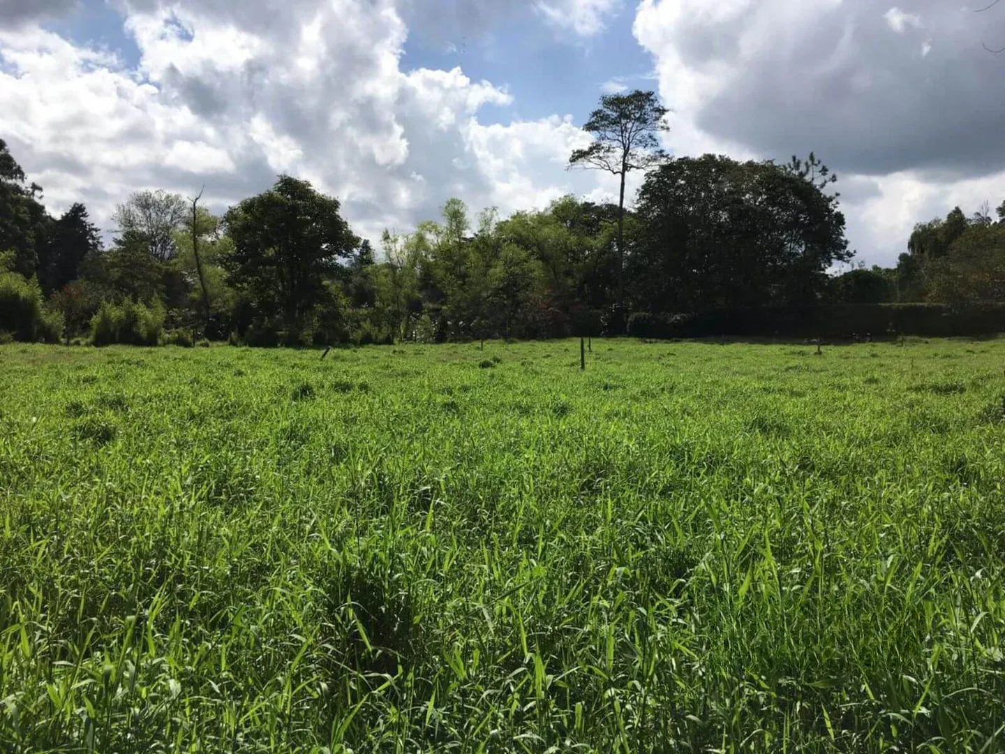 Land in Llano Grande for Sale