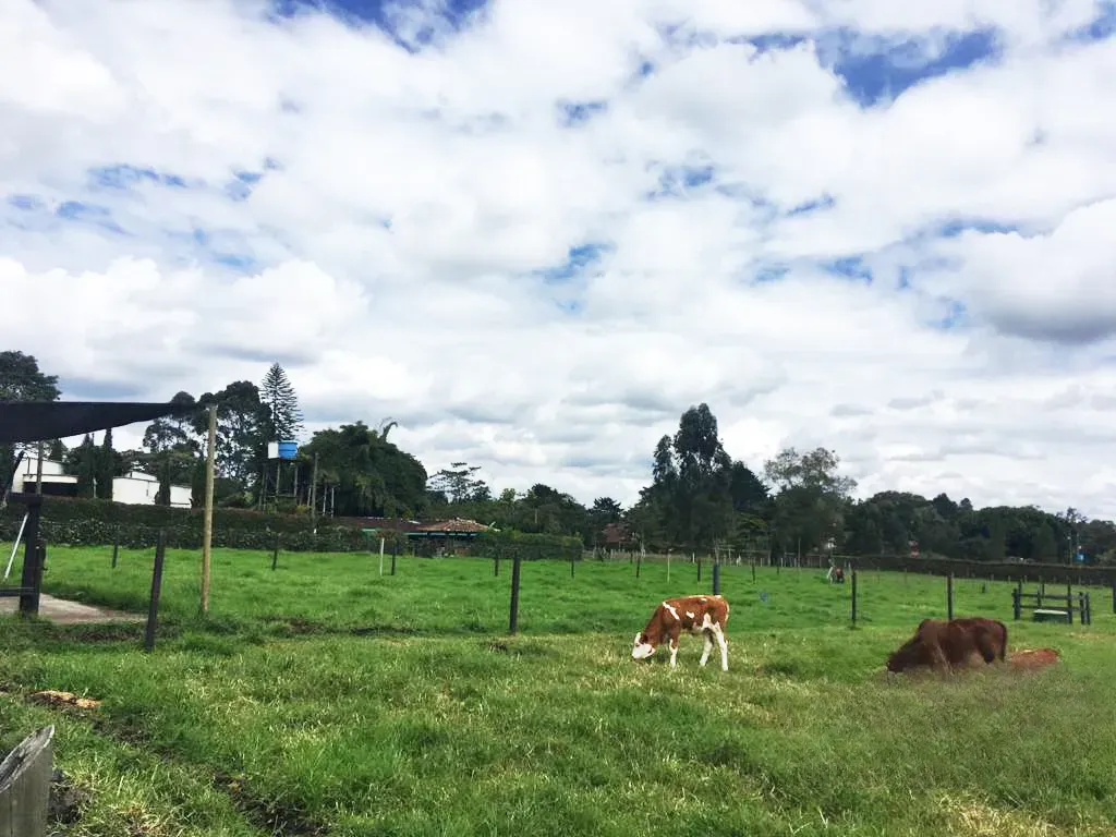 Land in Cabeceras de llanogrande for Sale - 4