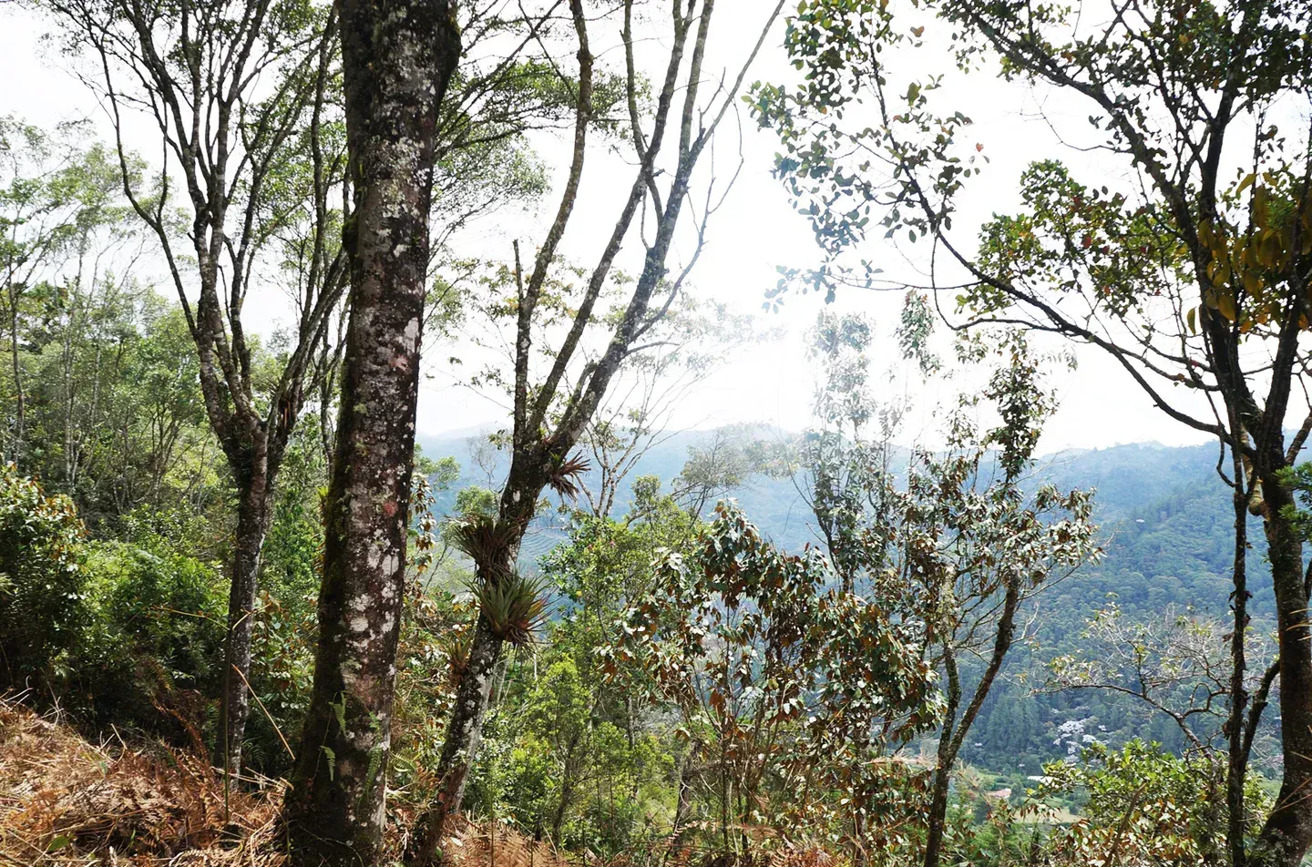 Land in Los salados for Sale - 4