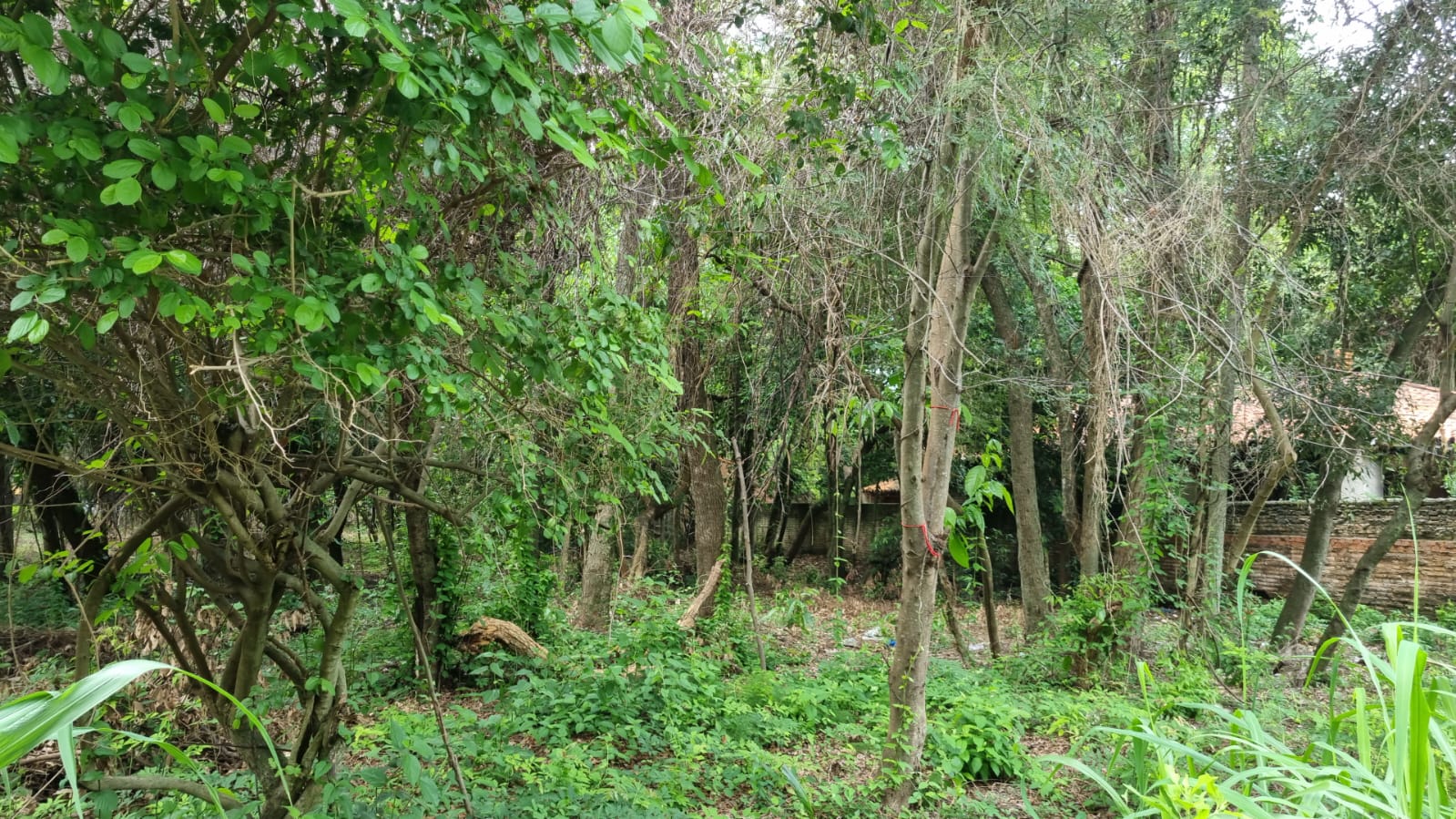 Vendo terrenos en Aregua! — foto 3