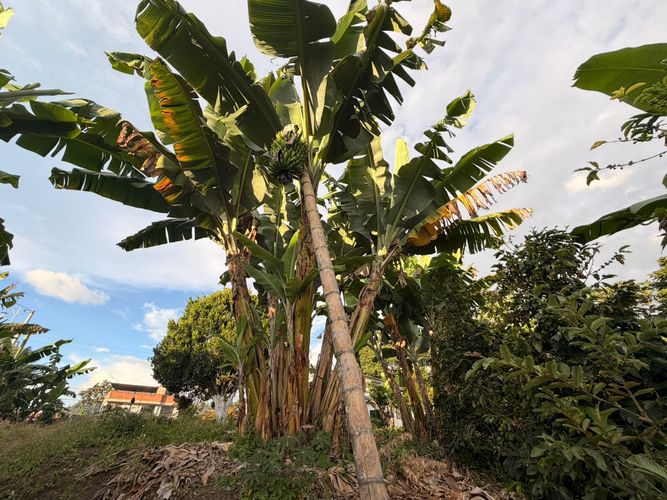 Lote en venta en El Arenillo, Manizales · foto 3 de 23