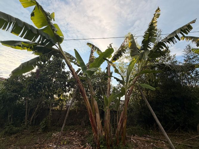 Lote en venta en El Arenillo, Manizales · foto 4 de 23