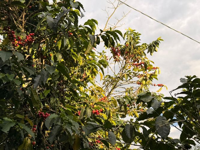 Lote en venta en El Arenillo, Manizales · foto 5 de 23