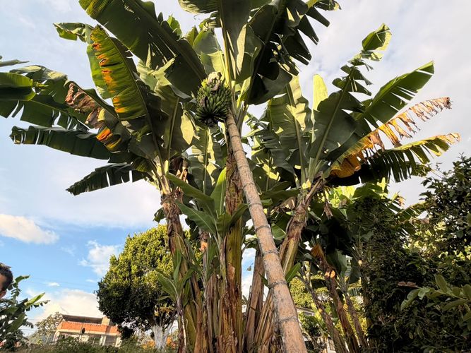 Lote en venta en El Arenillo, Manizales · foto 6 de 23